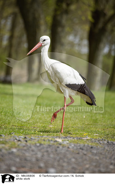white stork / NN-06806