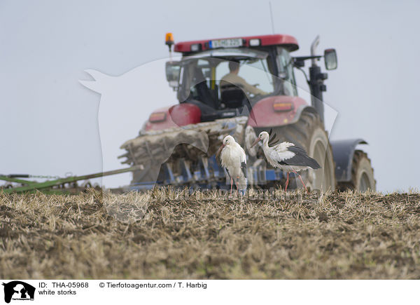 Weistrche / white storks / THA-05968