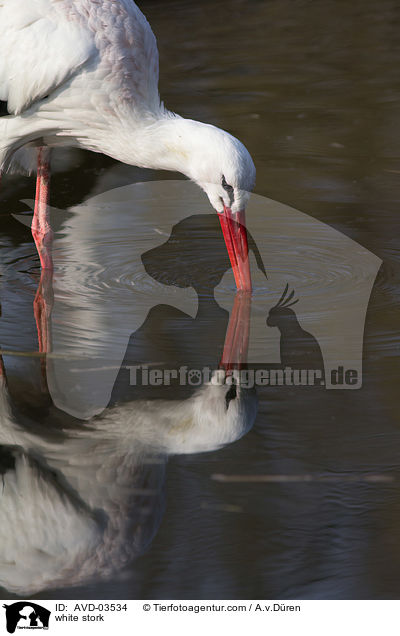 Weistorch / white stork / AVD-03534