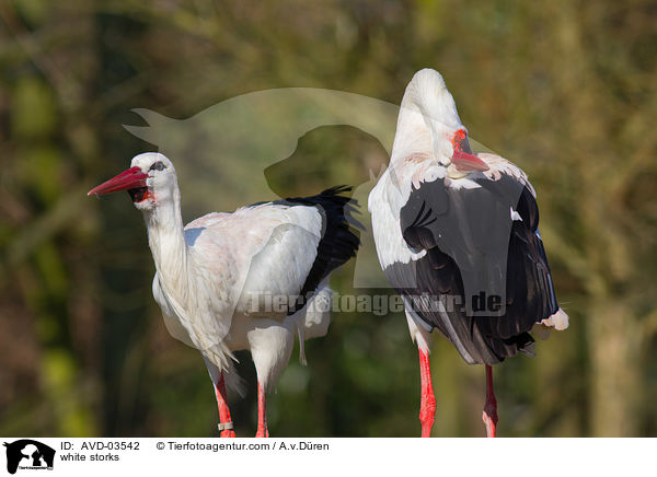 Wei�st�rche / white storks / AVD-03542