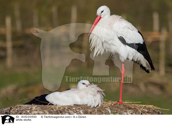 Weistrche / white storks / AVD-03550
