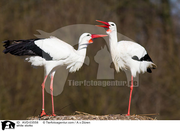 Weistrche / white storks / AVD-03558