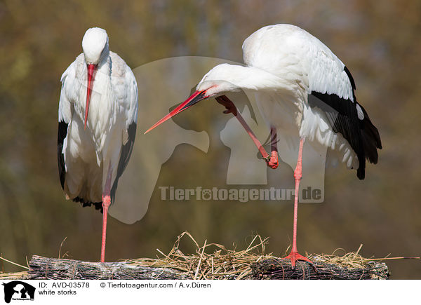 Weistrche / white storks / AVD-03578