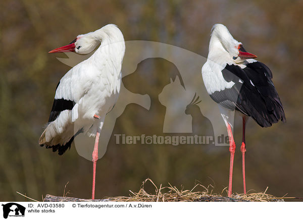 Weistrche / white storks / AVD-03580