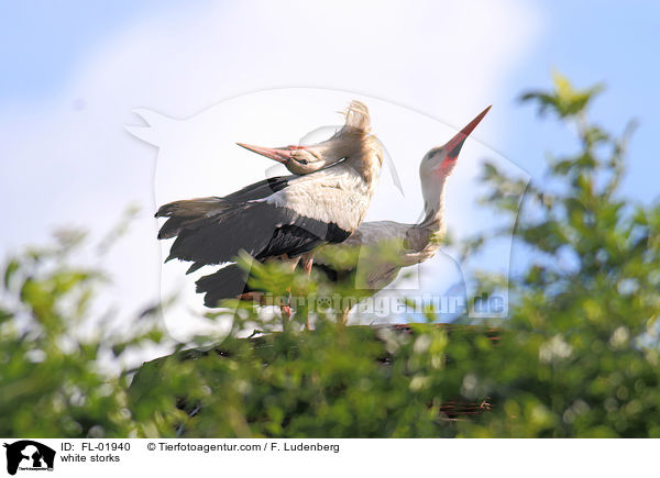 Weistrche / white storks / FL-01940