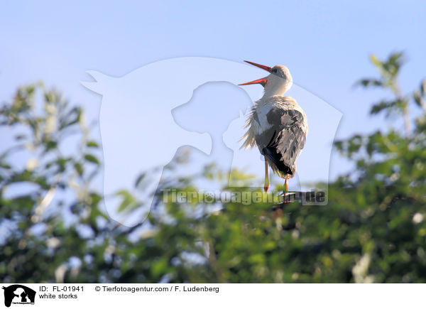 Weistrche / white storks / FL-01941