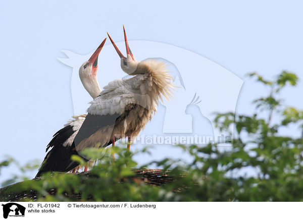 white storks / FL-01942