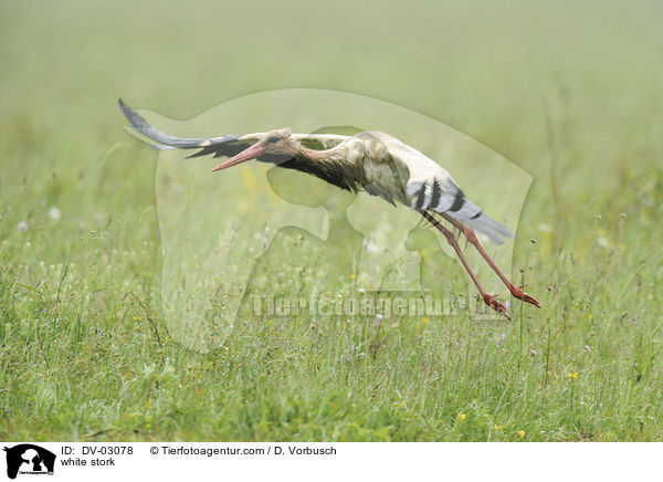 white stork / DV-03078