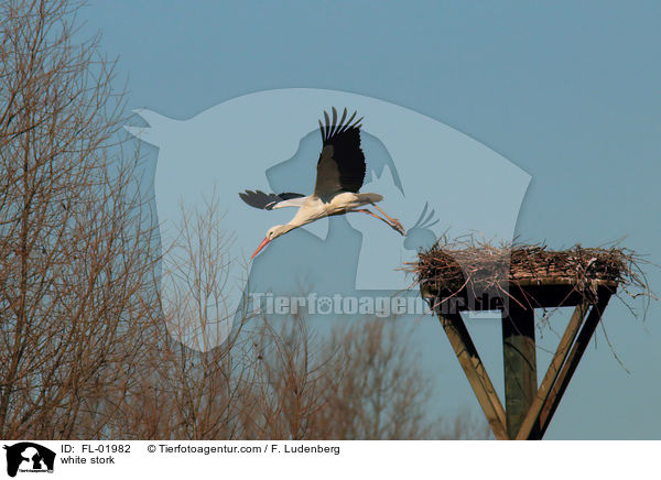 Weistorch / white stork / FL-01982
