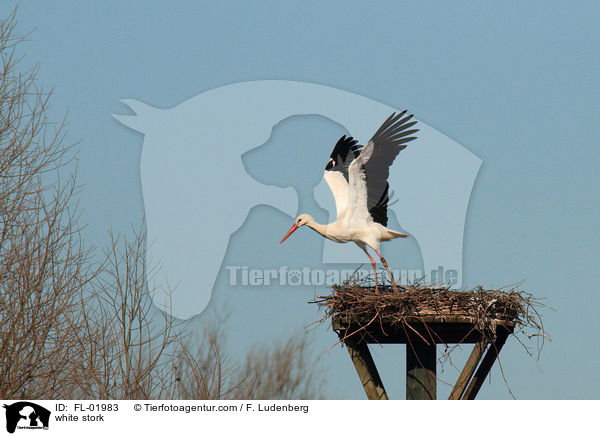 Weistorch / white stork / FL-01983