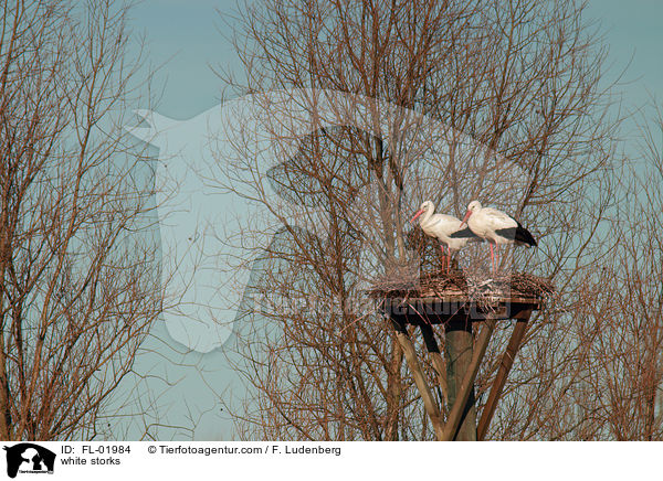 Weistrche / white storks / FL-01984