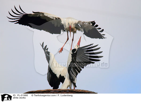 Weistrche / white storks / FL-01986