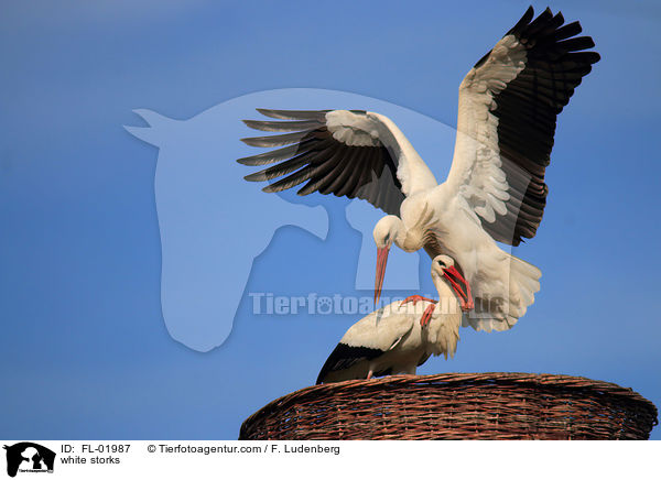 Weistrche / white storks / FL-01987