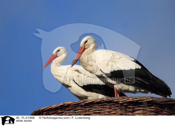 Weistrche / white storks / FL-01988