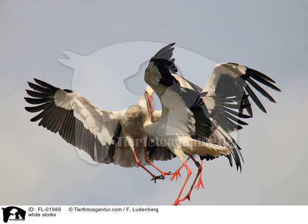 Weistrche / white storks / FL-01989