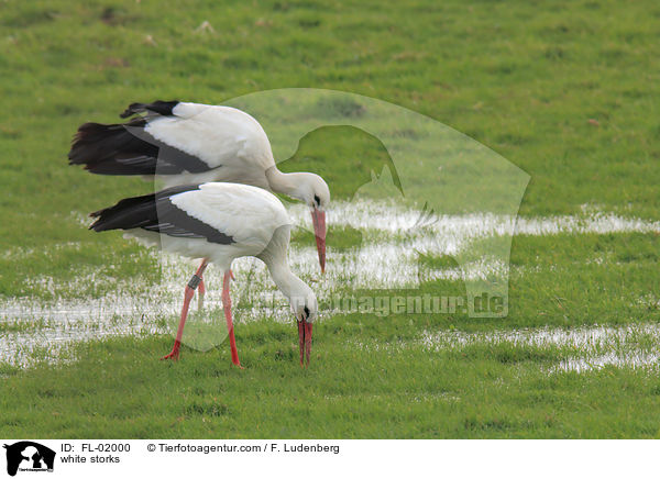 Weistrche / white storks / FL-02000