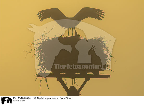 Weistorch / white stork / AVD-04014