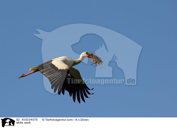Weistorch / white stork / AVD-04075