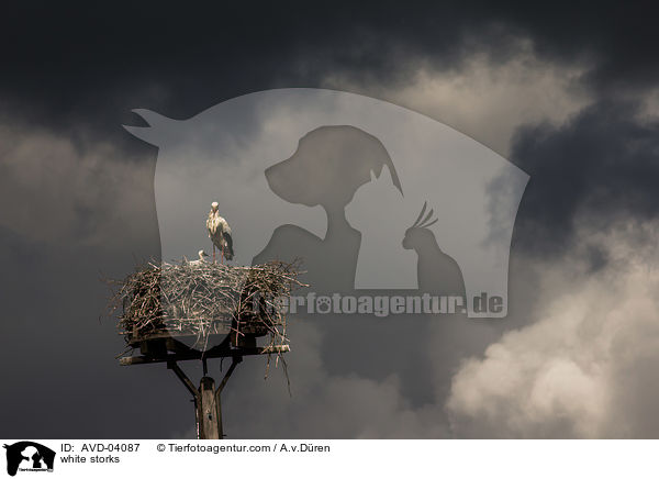 Weistrche / white storks / AVD-04087