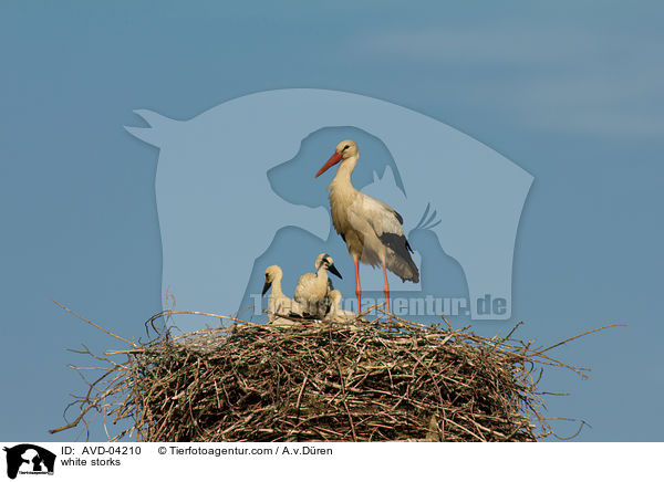 Weistrche / white storks / AVD-04210