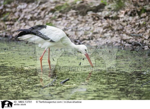 Weistorch / white stork / MBS-13781