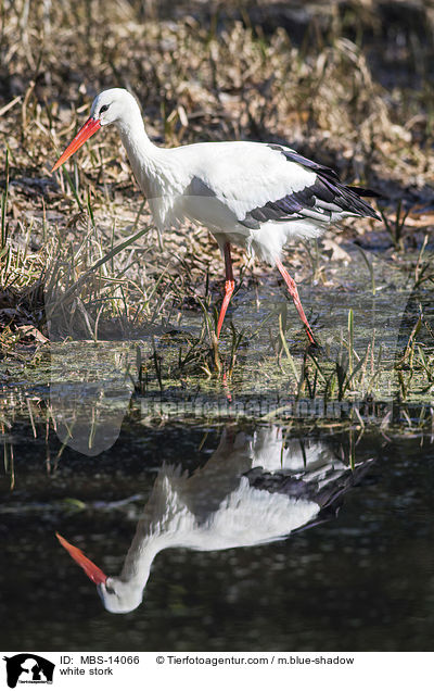 Weistorch / white stork / MBS-14066