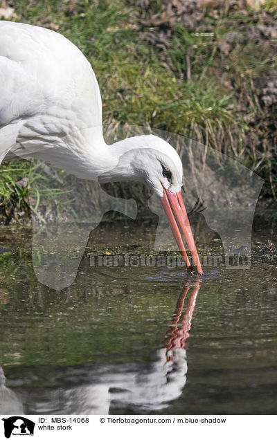 Weistorch / white stork / MBS-14068