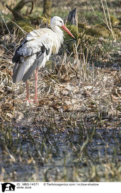 Weistorch / white stork / MBS-14071