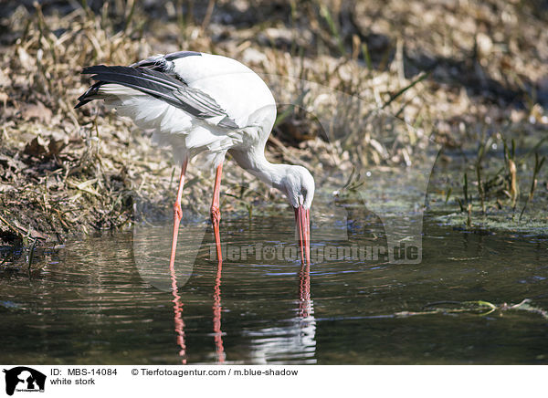 Weistorch / white stork / MBS-14084