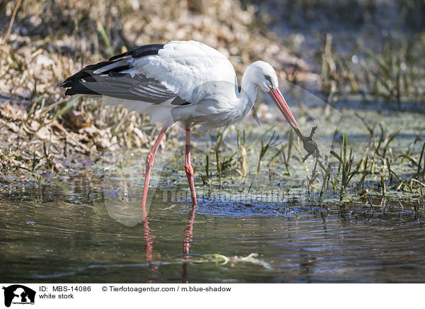 Weistorch / white stork / MBS-14086