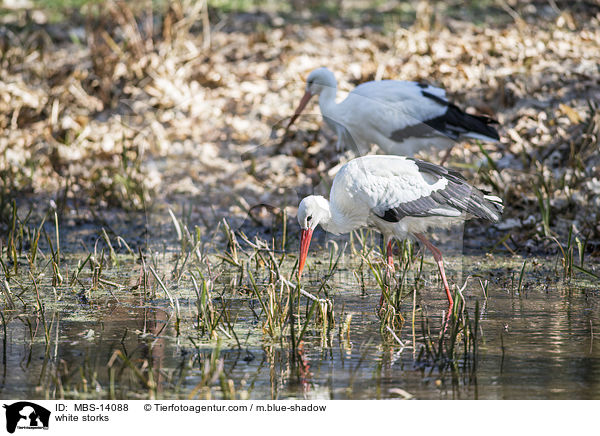 Weistrche / white storks / MBS-14088