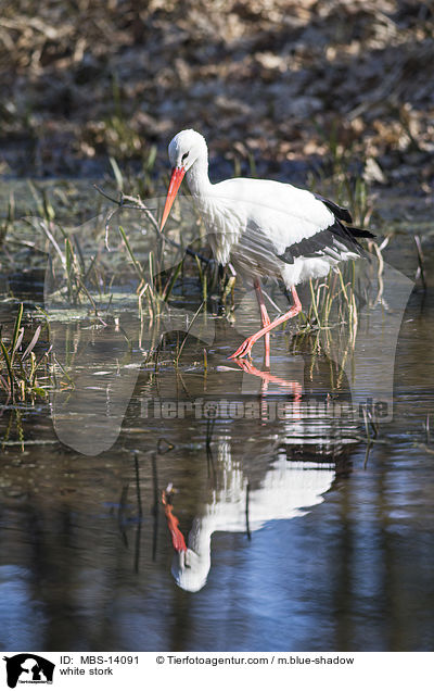 Weistorch / white stork / MBS-14091