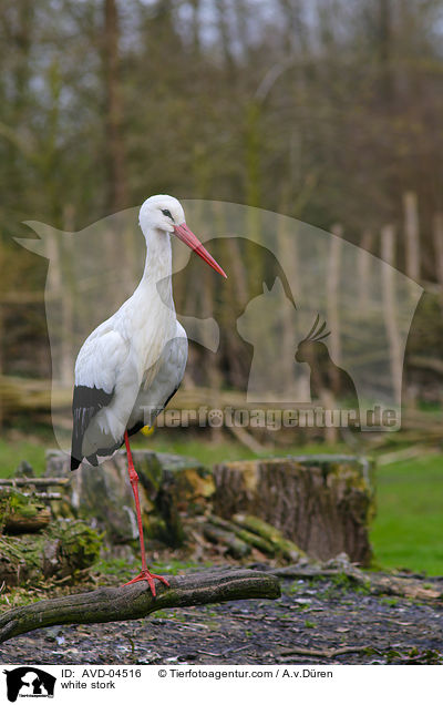Weistorch / white stork / AVD-04516