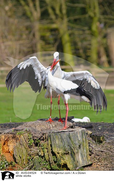 Weistrche / white storks / AVD-04524