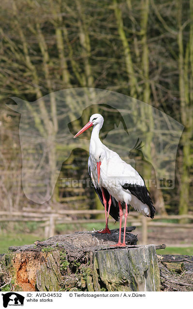 Weistrche / white storks / AVD-04532