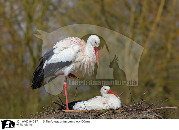 Weistrche / white storks / AVD-04537