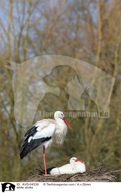 Weistrche / white storks / AVD-04539