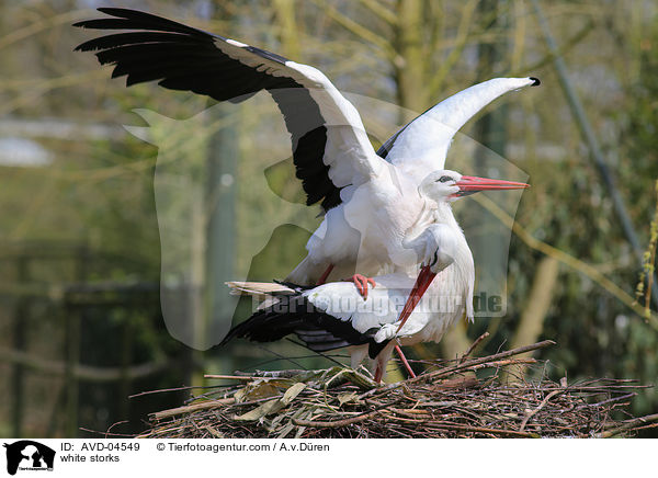 Weistrche / white storks / AVD-04549