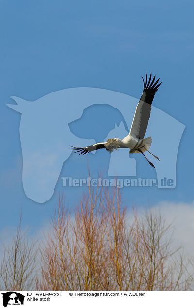 Weistorch / white stork / AVD-04551