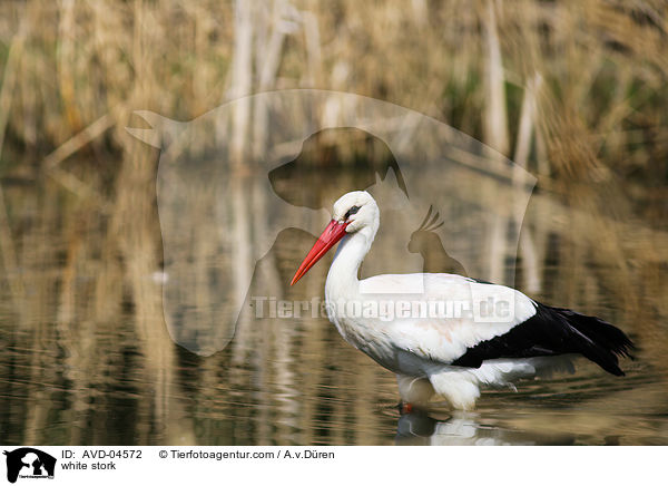 Weistorch / white stork / AVD-04572
