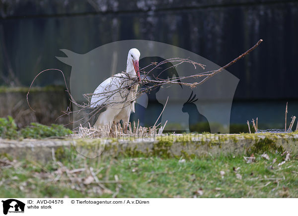 Weistorch / white stork / AVD-04576