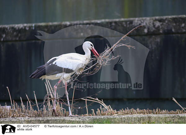Weistorch / white stork / AVD-04577