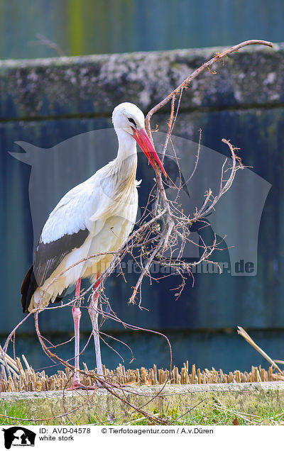Weistorch / white stork / AVD-04578