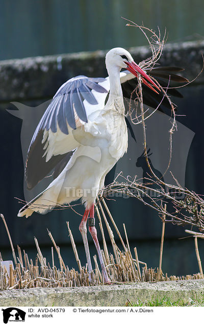 Weistorch / white stork / AVD-04579