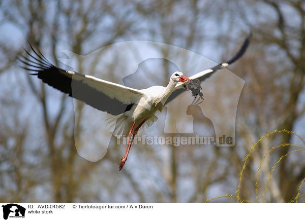 Weistorch / white stork / AVD-04582
