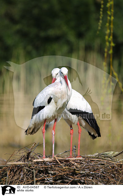 Weistrche / white storks / AVD-04587