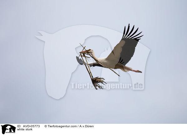 Weistorch / white stork / AVD-05773