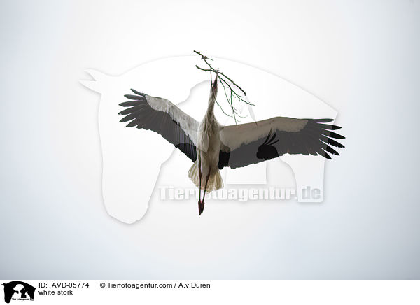 Weistorch / white stork / AVD-05774