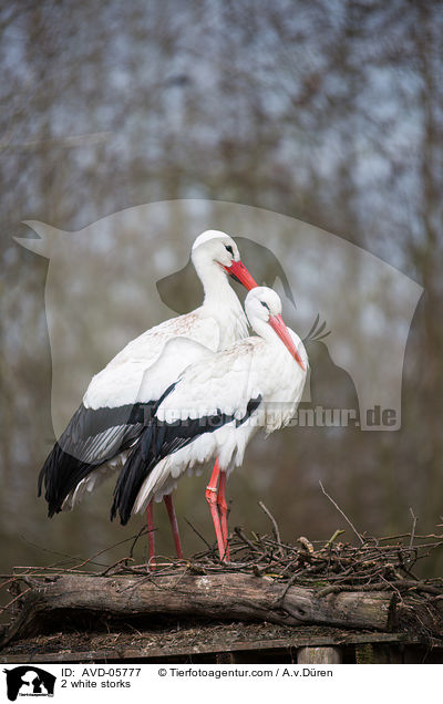2 Weistrche / 2 white storks / AVD-05777