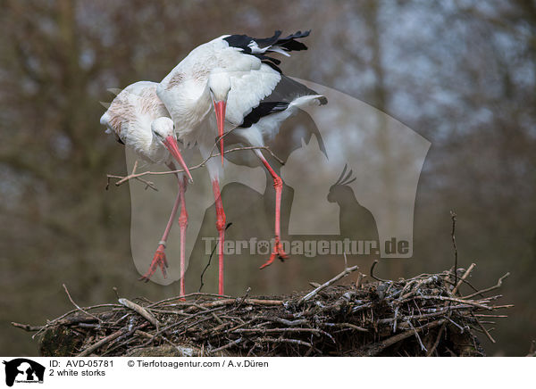2 Weistrche / 2 white storks / AVD-05781